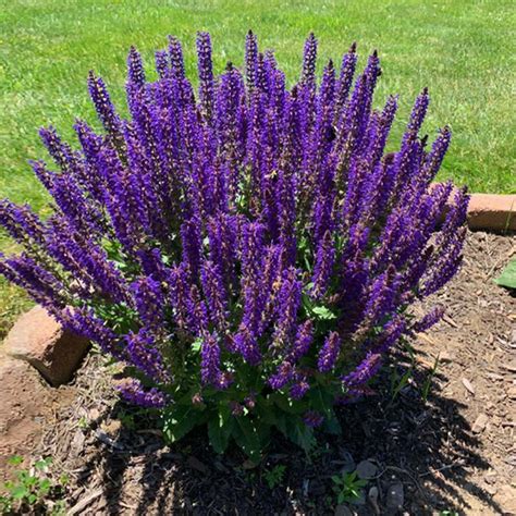 may night silvia|salvia nemorosa may night mainacht.